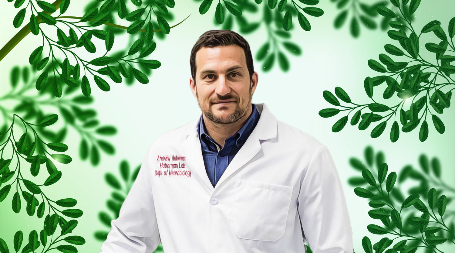 Andrew Huberman Tongkat Ali Will Boost Your Testosterone Ascendment