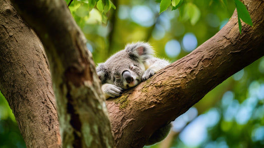 Sleep Like a Baby Koala - Improve Your Sleep - Ascendment Mental Health Blog